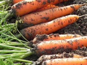 моркву