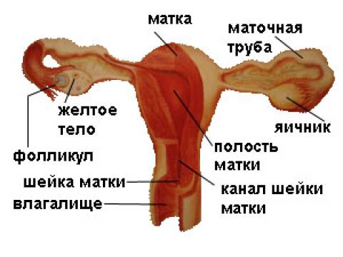 Строение матки